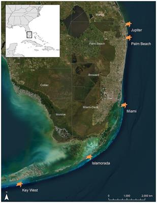 Blood analytes of hawksbill sea turtles (Eretmochelys imbricata) from Florida waters: reference intervals and size-relevant correlations